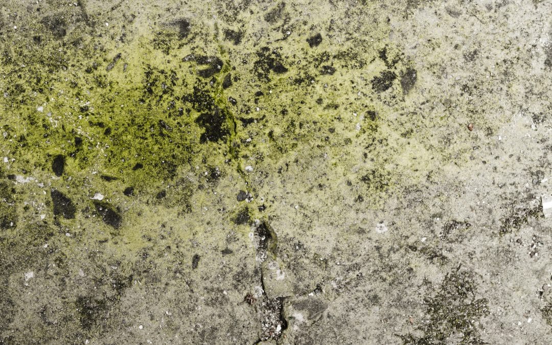 Do You Need to Remove Mold in Your Home?